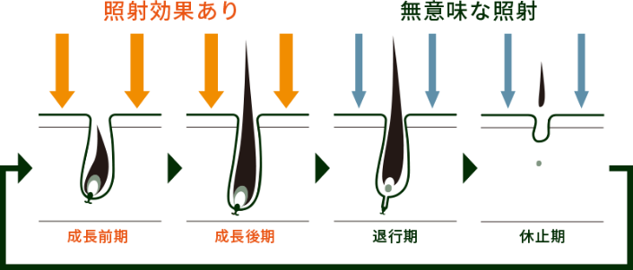 毛周期のサイクルと脱毛効果